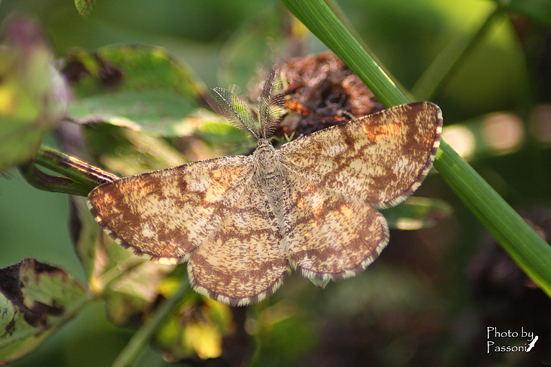 Aiuti per ID - Ematurga atomaria